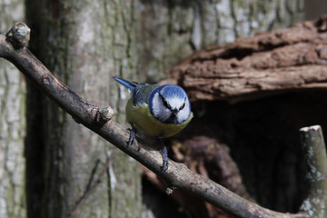 Blaumeise (Cyanistes caeruleus) sitzt auf Ast