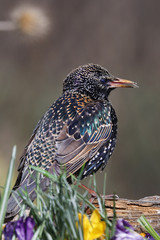 Star (Sturnus vulgaris) auch Gemeiner Star, sitzt neben Krokusblüten