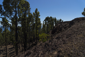 Landscape at the volcano route hiking trail near Los Canarios ( Region Fuencaliente de La Palma ) at La Palma / Canary Islands