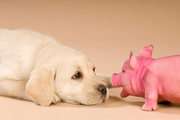 Labradorwelpe mit rosa Schweinchen