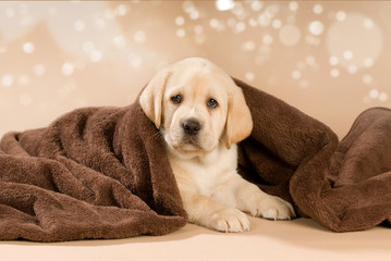 Labradorwelpe mit Decke auf braunem Hintergrund