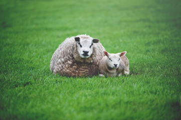 The Sheep with Lamb Lieing on the Meadow.