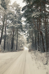 Belarus, Grodno, Snowy fairy forest around Molochnoe Lake.