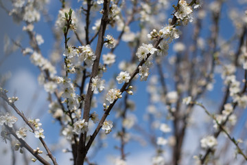 Plum blossoms in spring 