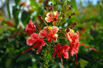 Petit flamboyant, Martinique (Département d'outre-mer)