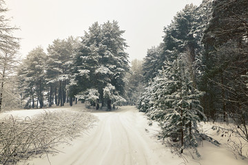 Belarus, Grodno, Snowy fairy forest around Molochnoe Lake.