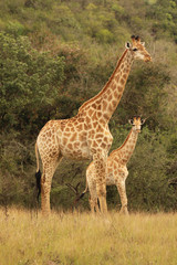 Naklejka na ściany i meble African Giraffes in the wild