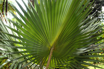 Palmier à balai (latanier balai), Martinique (Département d'outre-mer)