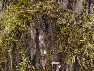 Green moss on willow tree bark