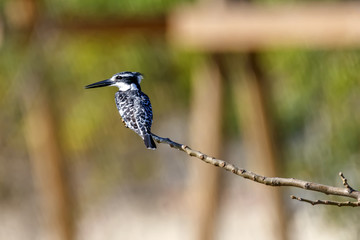 Pied Kingfisher, a bird of Ceryle rudis, sitting on the end of a branch on a blurred background