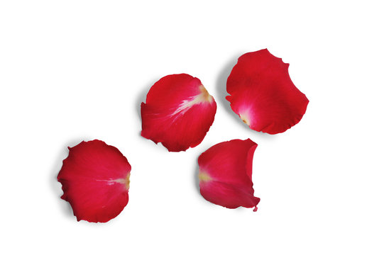 Red Rose Petals Isolated Clipping Mask On White Background With Path, Top View