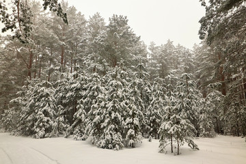 Belarus, Grodno, Snowy fairy forest around Molochnoe Lake.