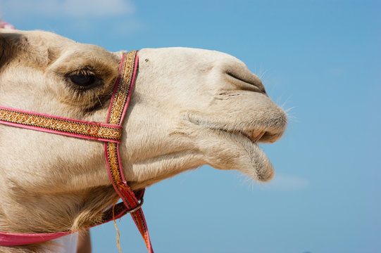 Head of a camel on a background of blue sky