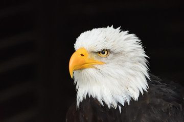 Fototapeta premium Porträt eines Weißkopfseeadlers