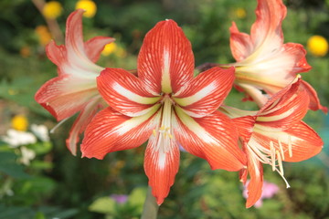 Amaryllis are the easiest to bring to bloom.
