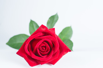 Red rose flower on the white background