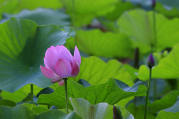 The lotus is in full bloom, in the pond