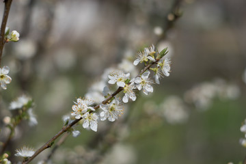 Plum blossoms in spring 