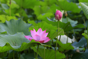 The lotus is in full bloom, in the pond
