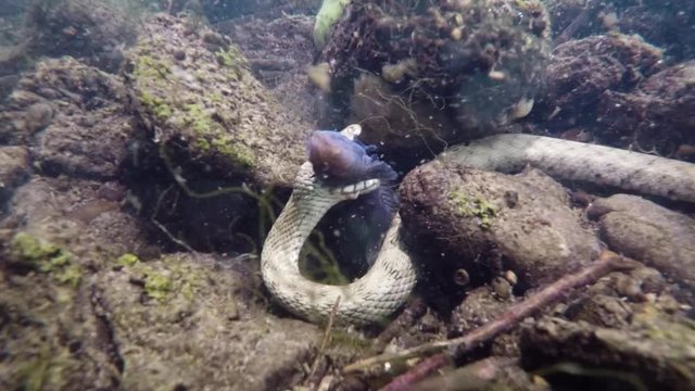 Feeding Dice snake, Natrix tessellata,in the beautiful clean creek. Dice snake eating freshwater fish tubenose goby. Underwater video with a nice bacground and natural light. Wild life animal. 