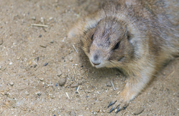 Close up Cute Prairie dog