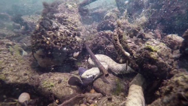 Feeding Dice snake, Natrix tessellata,in the beautiful clean creek. Dice snake eating freshwater fish tubenose goby. Underwater video with a nice bacground and natural light. Wild life animal. 