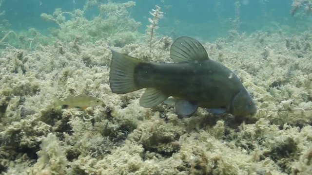 Tench, Tinca Tinca Or Doctor Fish Swimming Underwater. Close up underwater video with feeding tench. Tench swimming with a little group of perchs, Perca fluviatilis.  