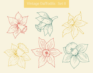Daffodil vintage clipart set. Isolated hand drawn flower contours.