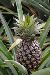 Ananas de Martinique (D&eacute;partement d'outre-mer)