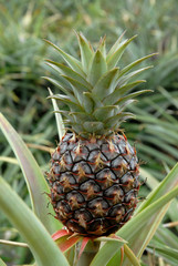 Ananas de Martinique (Département d'outre-mer)