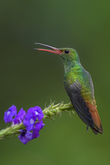 Fototapeta na wymiar Rufous-tailed Hummingbird - Amazilia tzacatl, beautiful colorful small hummingbird from Costa Rica La Paz.