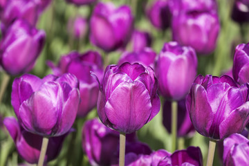 Fototapeta premium background of bright burgundy tulips