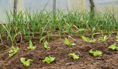 agricultura ecológica en invernadero