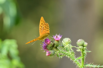 gelber Schmetterling auf roter Distelblüte