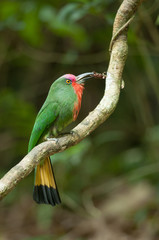 Red-bearded Bee-eater