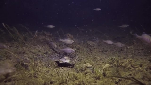 Underwater footage of swimming European Bitterling, Rhodeus amarus. Nice fresh water fish in the nature habitat. Bitterling swiming in the group with Three spined stickleback. Night diving in little l