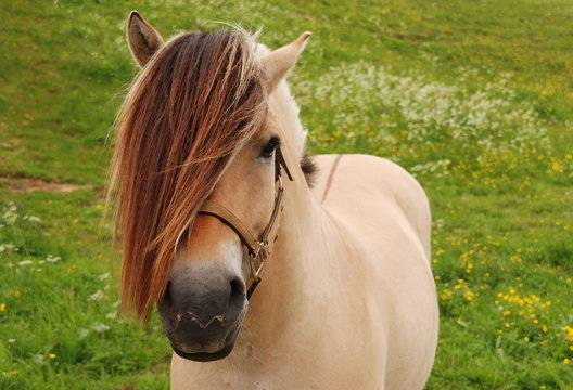 Fjordpferd