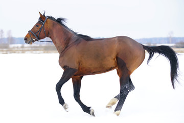 Young brown stallion running outdoors on a snow around the pasture in winter