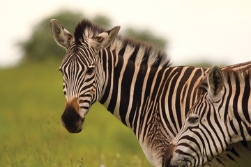 Fototapeta na wymiar Zebra in the African bush