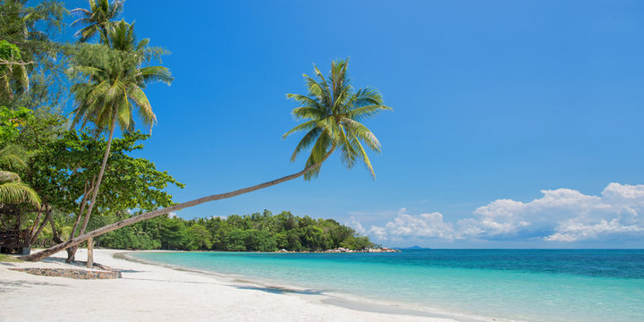 Fototapeta Tropical beach panorama with a leaning palm tree, Bintan island near Singapore, Indonesia