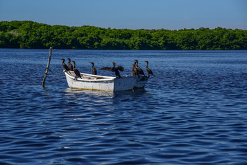 Ducks in a boat