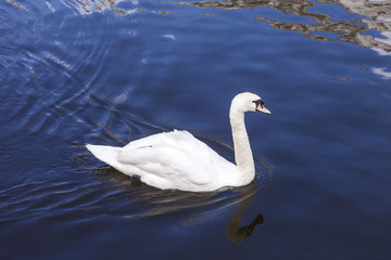 male Mute Swan on Binnenalster Hamburg