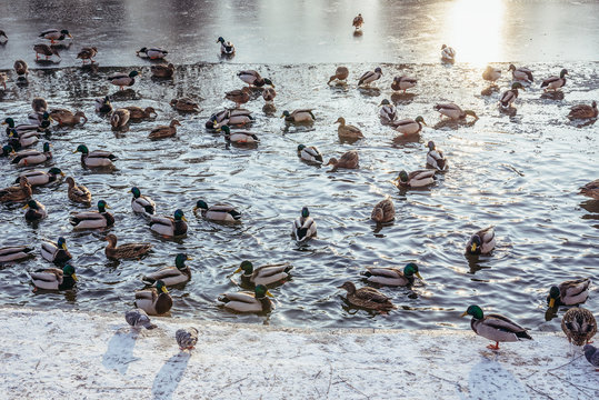 Ducks on a frozen pond in Warsaw, Poland