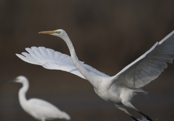 The Great White Egret