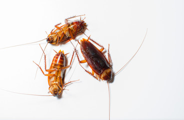 Three cockroaches on the white background