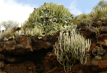 La Palma, volcano rocks overgrown with plants in the area of the Las Cuevas de Aqua, Euphorbias,...