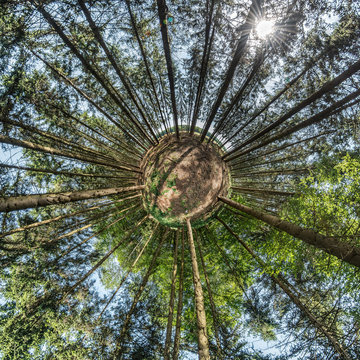 abstraktes Bild eines Waldes als Kugelpanorama