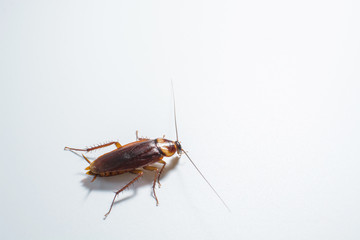 One cockroach on a gray background.