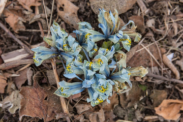 Zwiebeliris  Katharine Hodgkin 