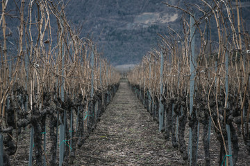 Rebfeld in V&eacute;troz